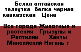 Белка алтайская телеутка, белка черная кавказская › Цена ­ 5 000 - Все города Животные и растения » Грызуны и Рептилии   . Ханты-Мансийский,Нягань г.